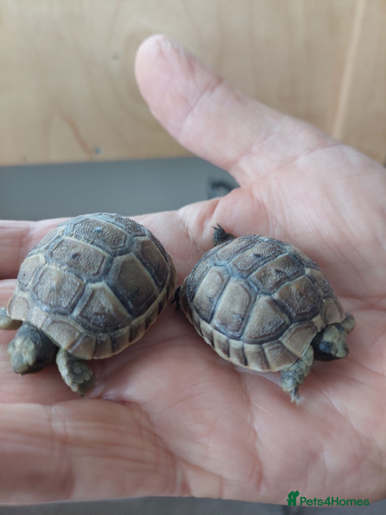 Tortoise reptiles Med spur thigh tortoises  - Advert 17