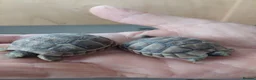 Tortoise reptiles for sale: Med spur thigh tortoises  - Advert 3