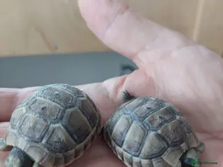 Tortoise reptiles Med spur thigh tortoises - Advert 17