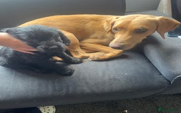Mixed Breed dogs for sale: 2 males pups looking for a loving home  - Image 3