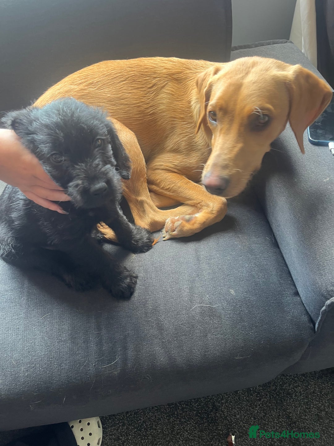Mixed Breed dogs for sale: 2 males pups looking for a loving home  - Image 3