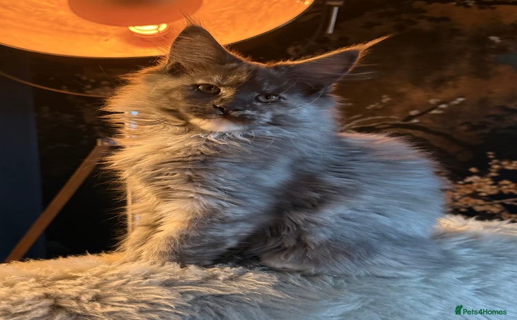 Maine Coon cats for sale - Advert 1