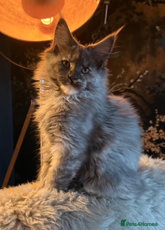 Maine Coon cats - Advert 7