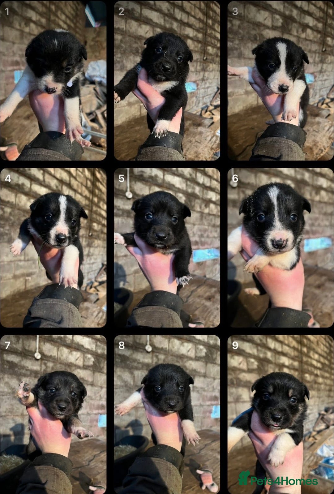 Border Collie dogs for sale: Collie pups - Advert 2