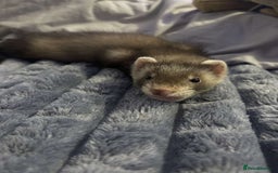Ferret rodents for sale: Ferret  - Image 2