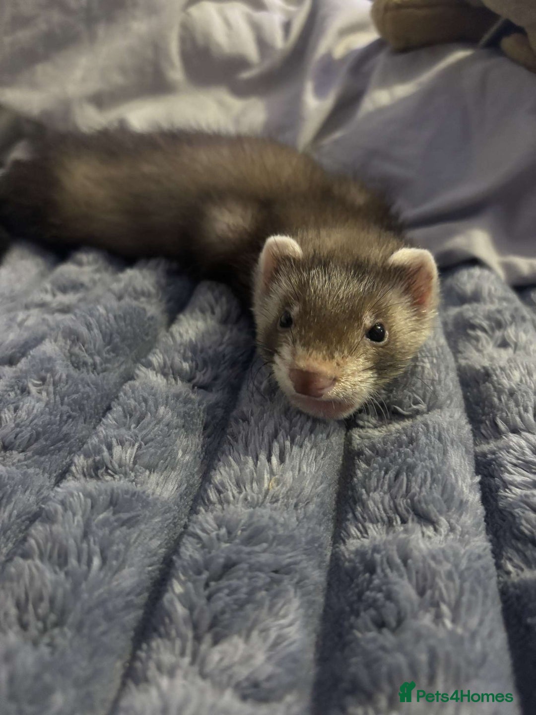 Ferret rodents for sale: Ferret  - Image 2