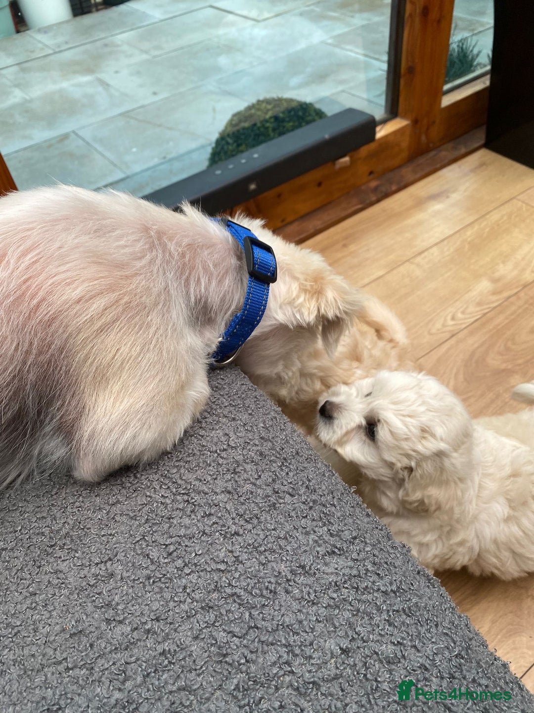Maltipoo dogs for sale: Adorable F1 Havapoo Puppies | 2 BOYS 1 GIRL - Image 5