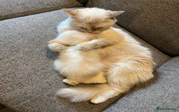 Ragdoll cats for sale: GCCF Beautiful Ragdoll Kittens - Image 9