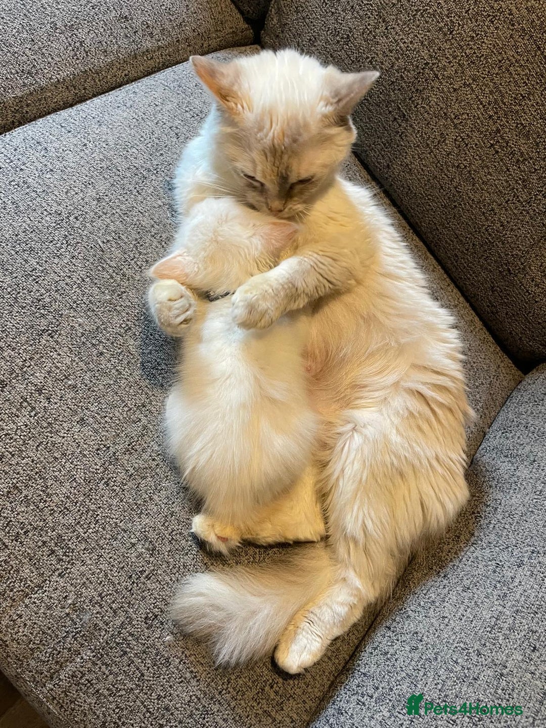 Ragdoll cats for sale: GCCF Beautiful Ragdoll Kittens - Image 9