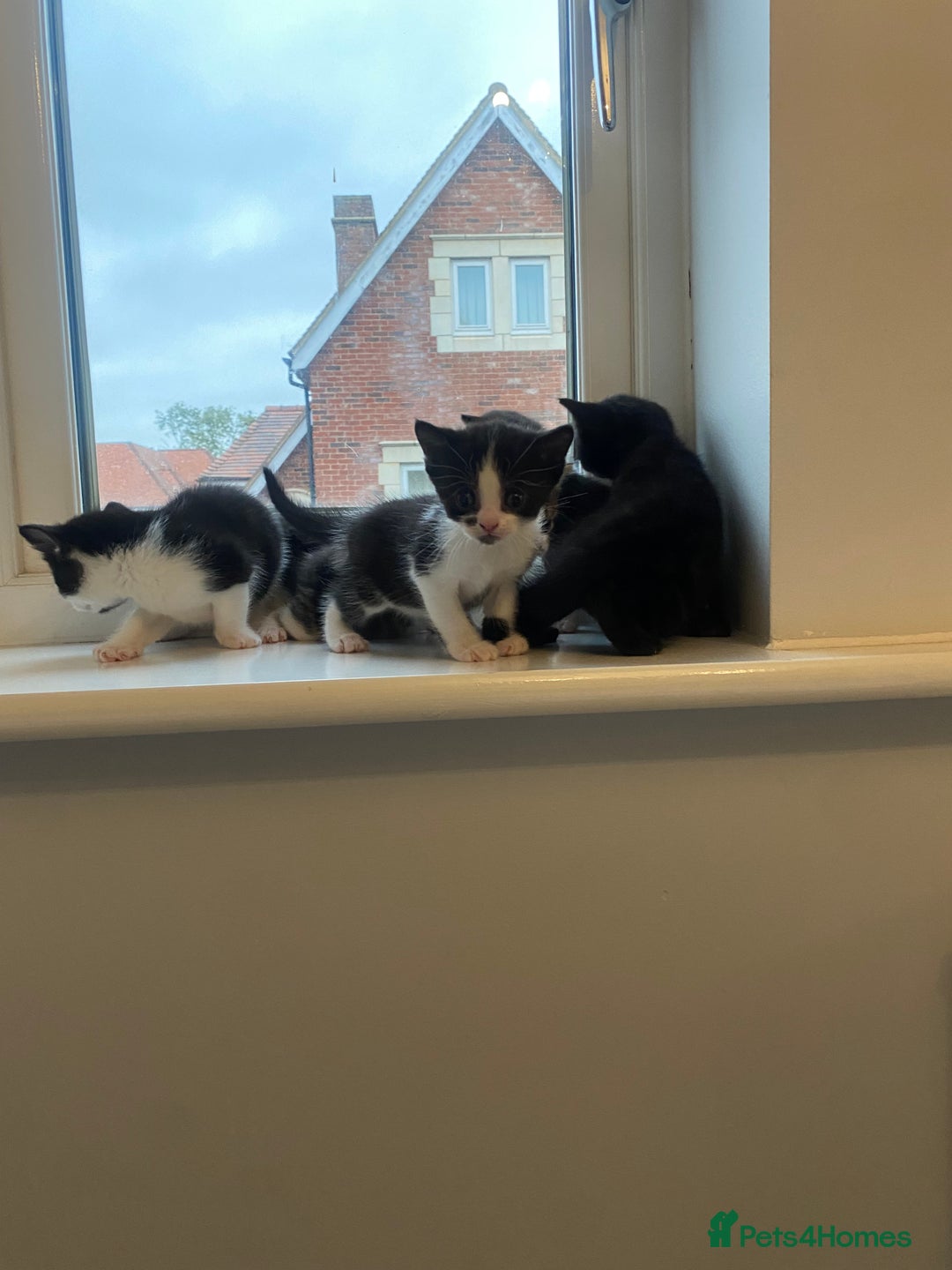 British Shorthair cats for sale: kittens ready now for new home - Image 11