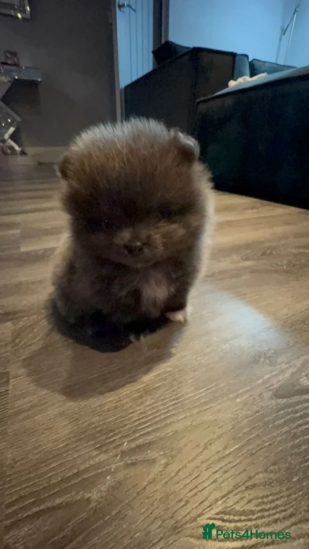 Pomeranian dogs for stud: 🐾✨ ** Lilac Tan Proven Stud Available! ✨🐾 - Advert 21