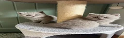 British Shorthair cats for sale: Lilac British Shorthair Kittens in Norwich - Advert 1