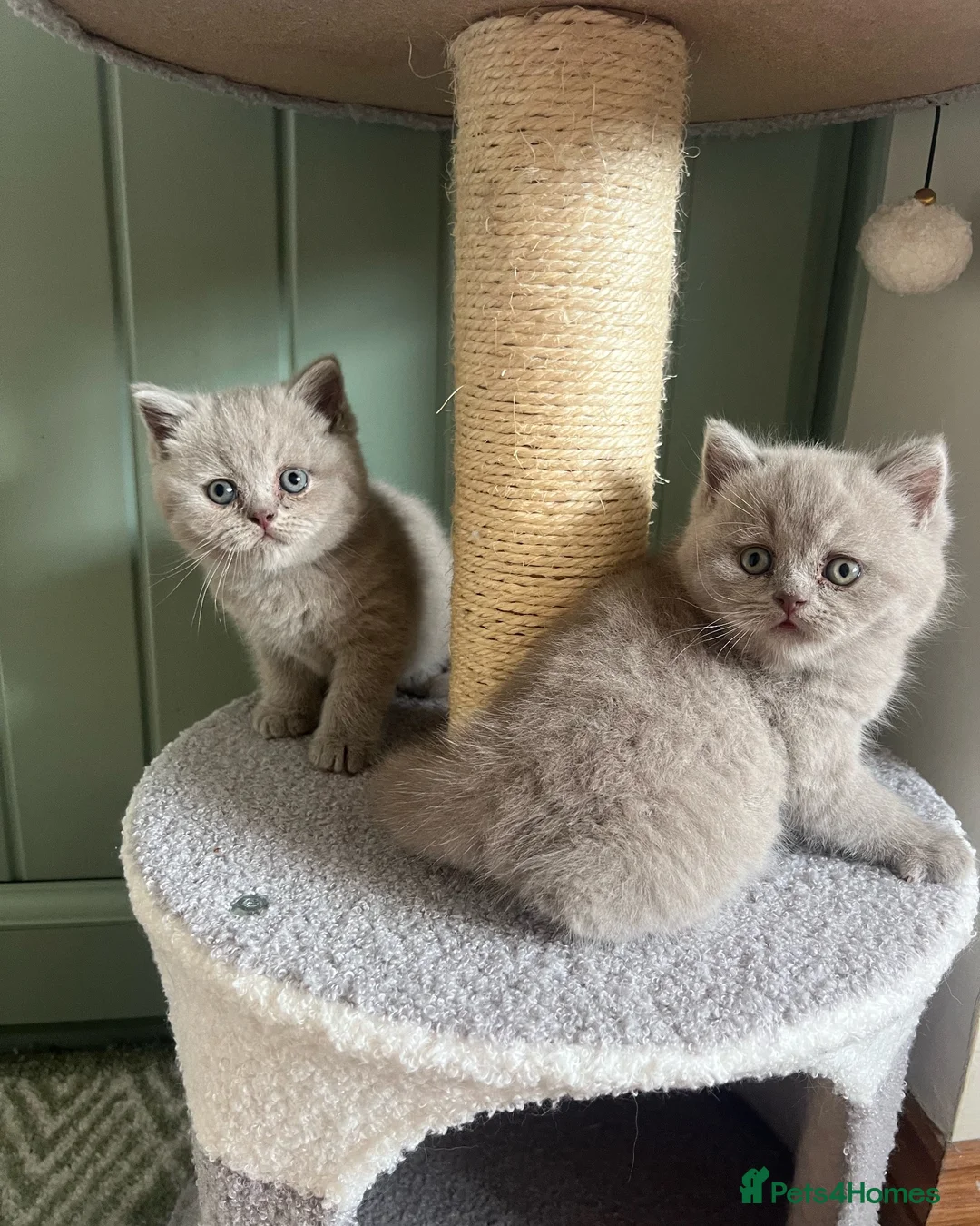British Shorthair cats for sale: Lilac British Shorthair Kittens in Norwich - Advert 1