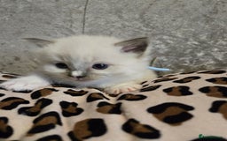 Ragdoll cats for sale: Mitted blue-point pure Ragdoll - Image 5