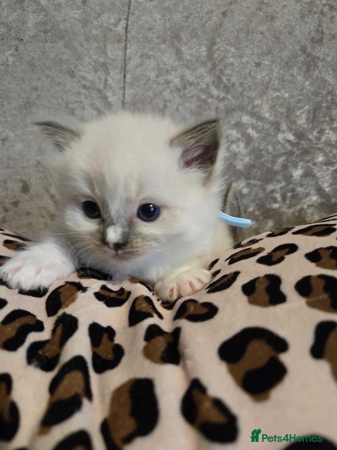 Ragdoll cats for sale: Mitted blue-point pure Ragdoll - Image 5