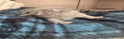 Russian Blue cats for sale: 🐾 Beautiful Russian Blue Kittens 🐾 - Advert 5