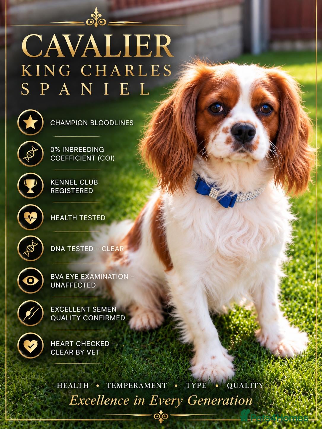 Cavalier King Charles Spaniel dogs for stud: 🥇0%COI DNA Clear KC Reg Cavalier Stud - Yorkshire - Advert 18