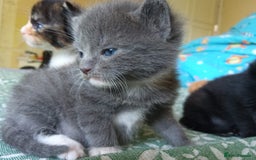 Mixed Breed cats for sale: 6 Gorgeous Kittens Looking for Forever Homes  - Image 18