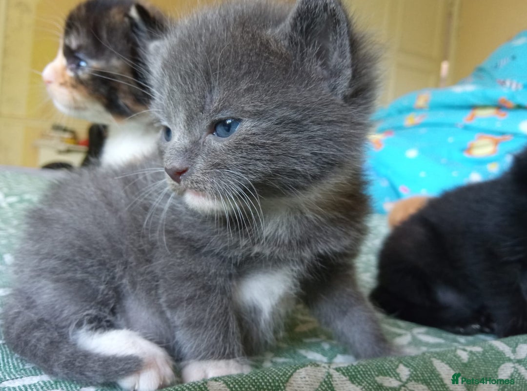 Mixed Breed cats for sale: 6 Gorgeous Kittens Looking for Forever Homes  - Image 18