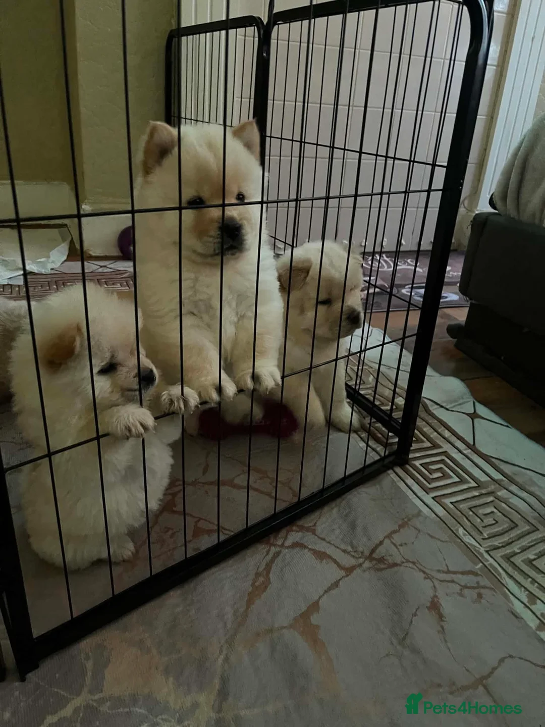 Chow Chow dogs for sale: Chow Chow pupy liverpool - Advert 1