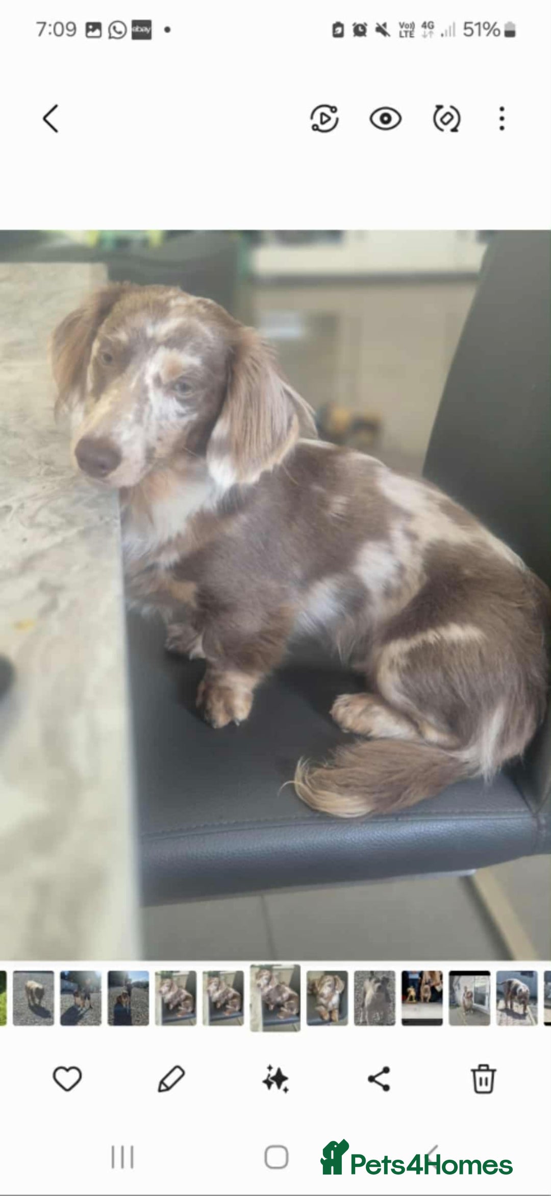 Miniature Dachshund dogs for stud: MIniture Dachshund Stud - Image 9