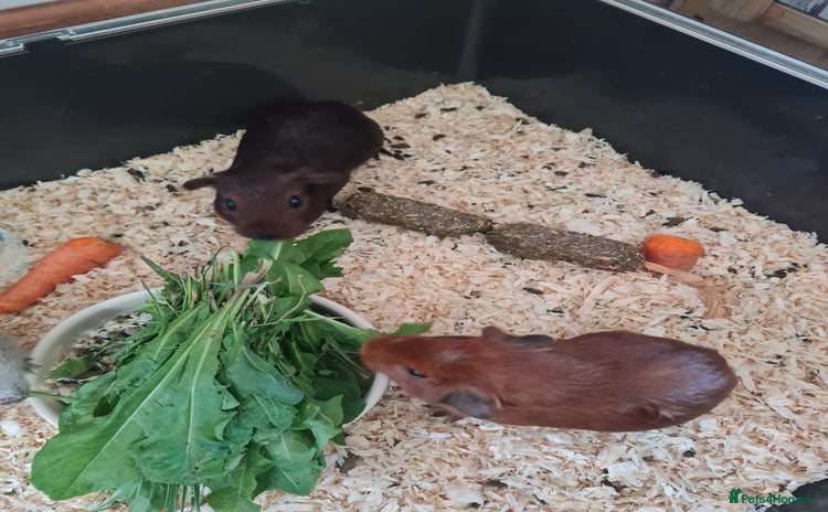 Guinea Pig rodents - Advert 12