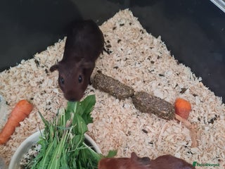 Guinea Pig rodents - Advert 31