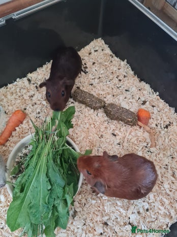 Guinea Pig rodents - Advert 16