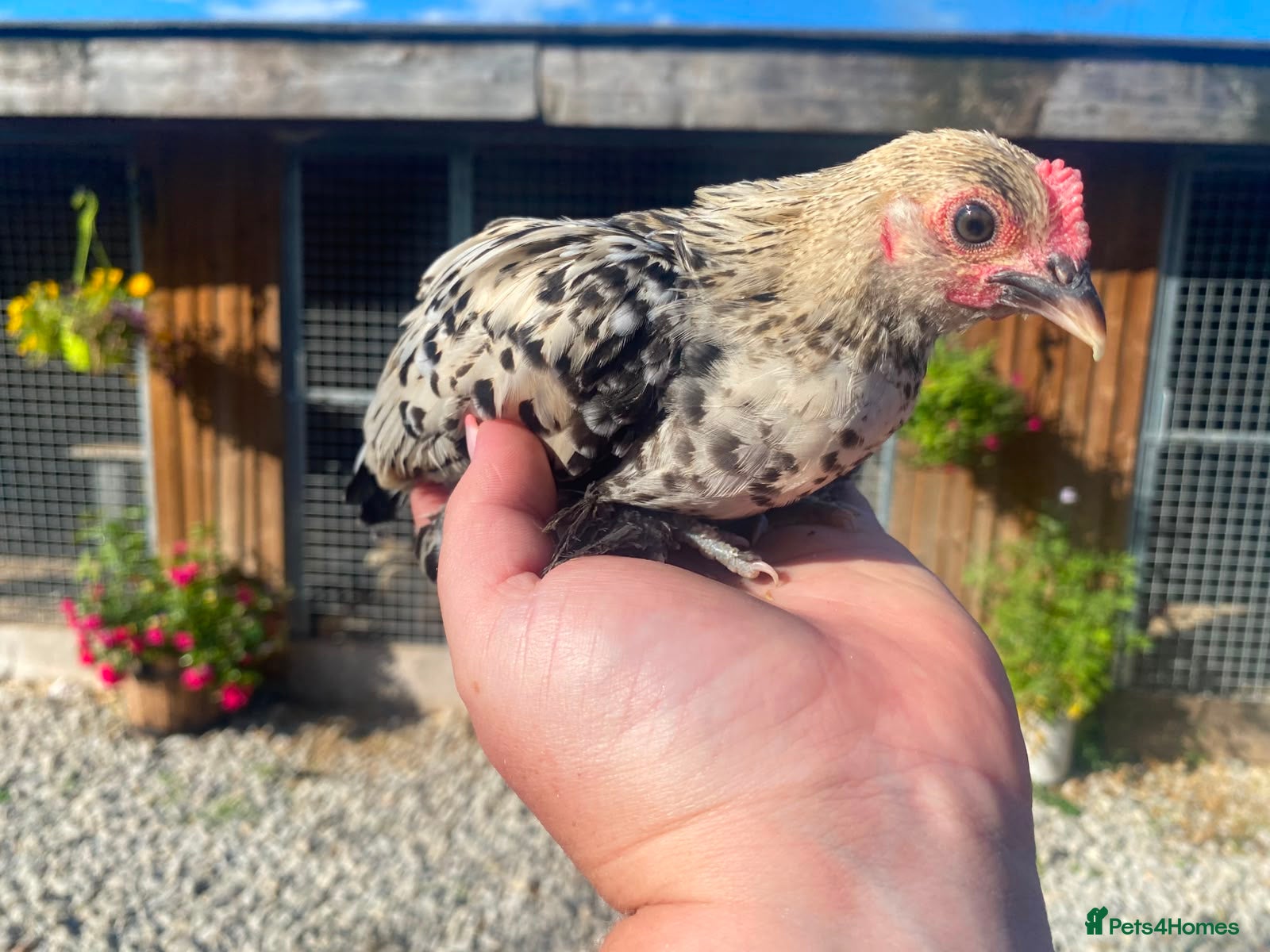 Chickens poultry 💜Sablepoot/booted bantam growing pairs and cocks - Advert 1