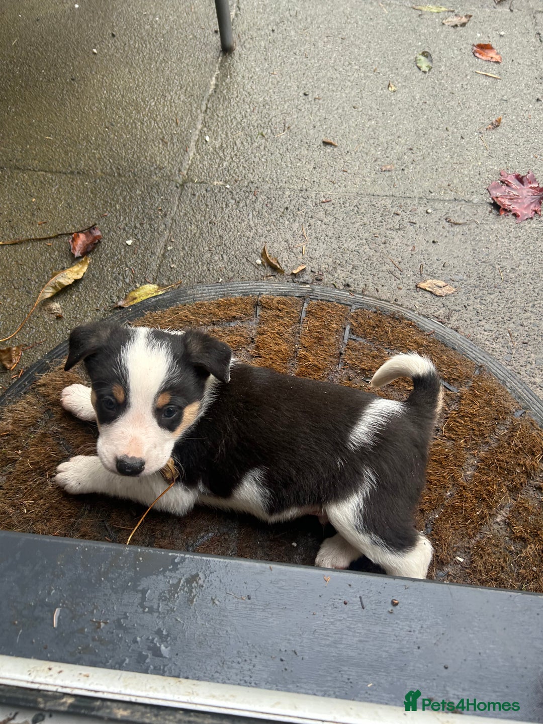 Border Collie dogs for sale: Welsh Red/Tri Coloured Collie Pups For Sale - Image 10