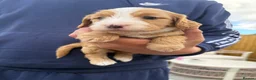Cockapoo dogs for sale: 5 miniature cockapoos  - Advert 19
