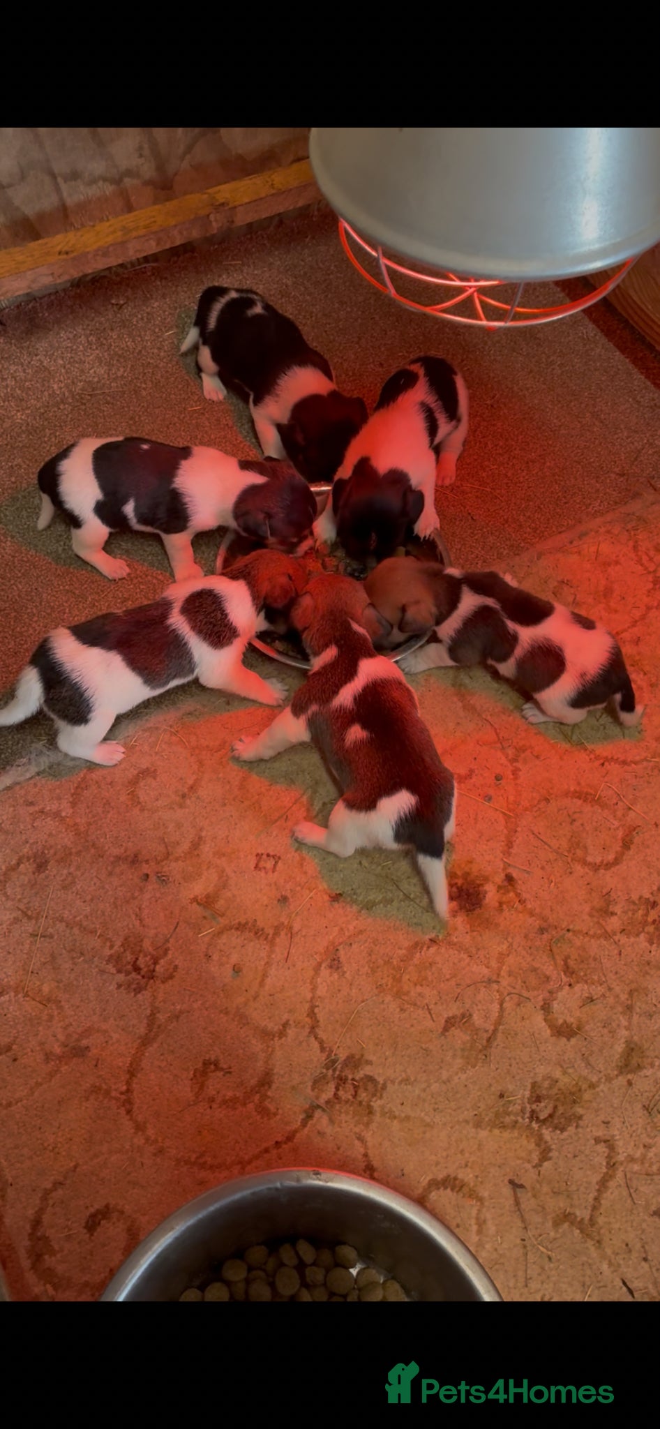 Jack Russell dogs Jack russel puppies  - Advert 4