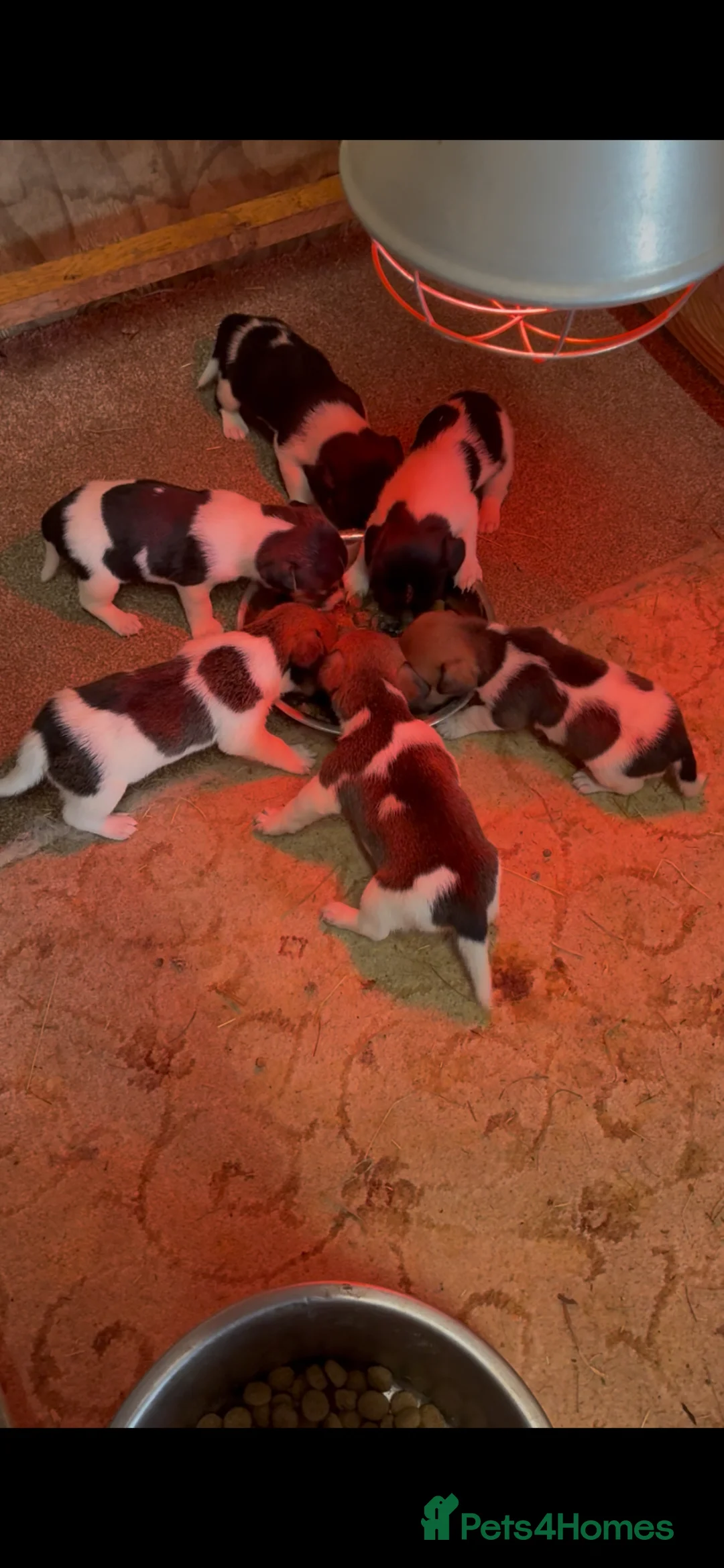 Jack Russell dogs for sale: Jack russel puppies  - Advert 1