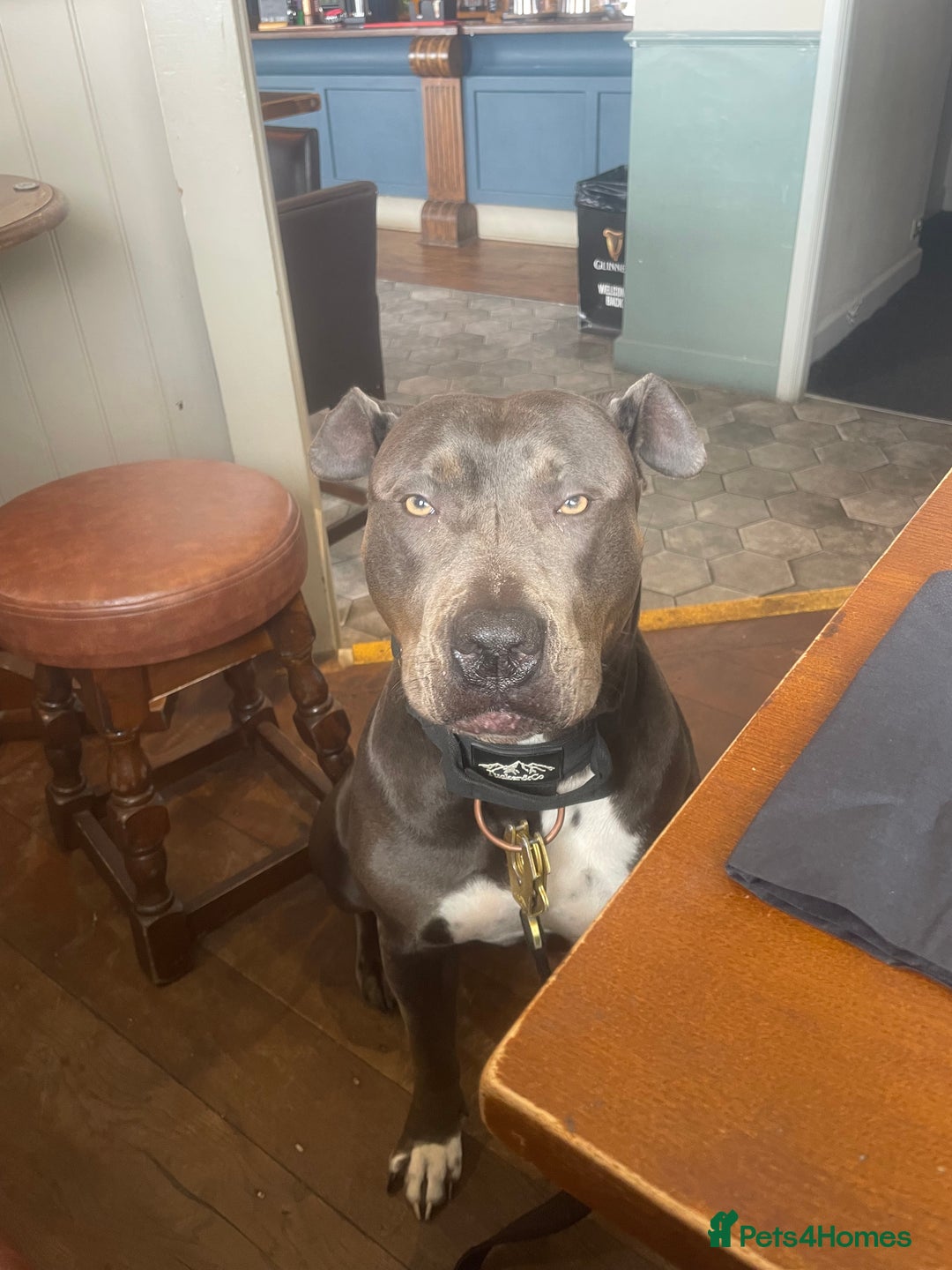 Mixed Breed dogs for sale: Cane Corso Cross Staffy - Image 6