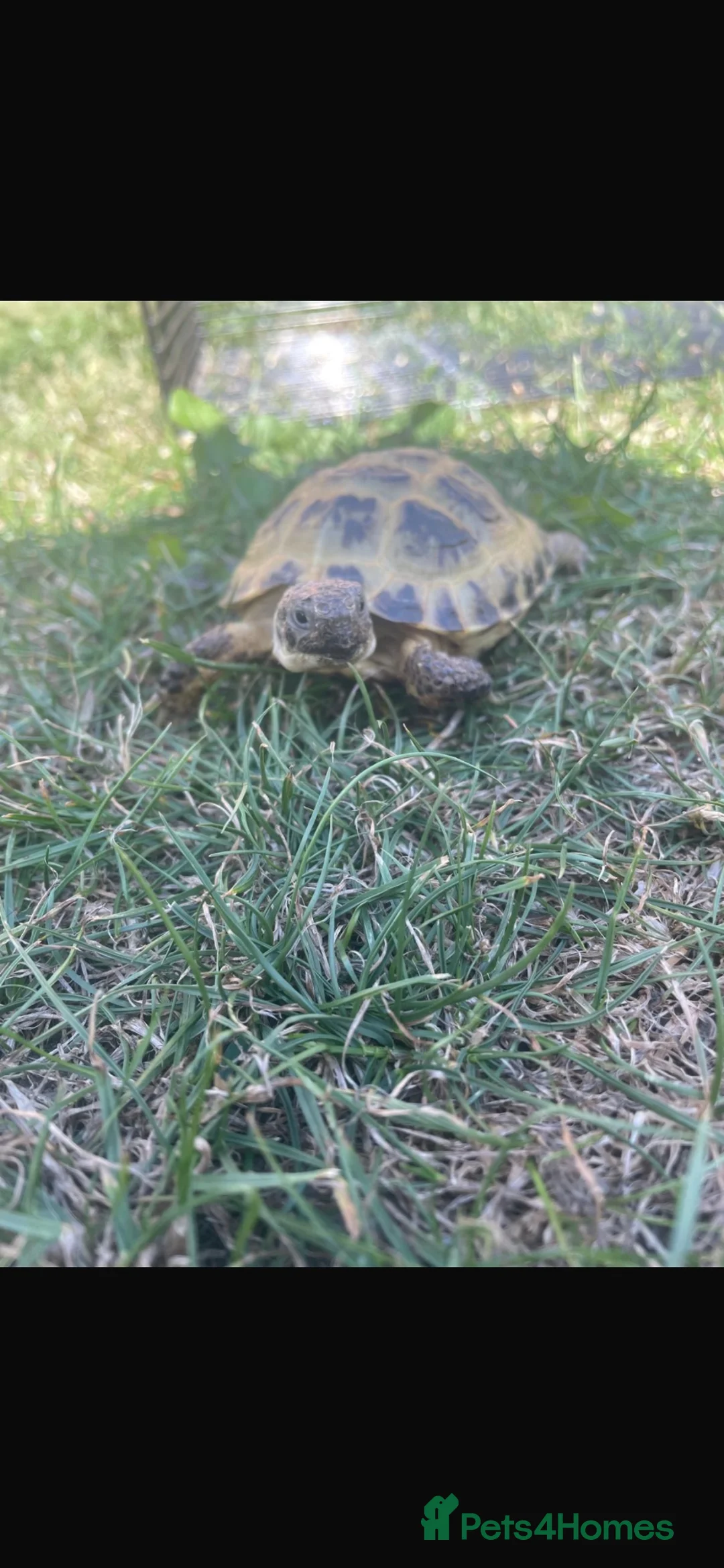 Tortoise reptiles for sale: Horsefield tortoises x2 with enclosure  in Ryton - Advert 6