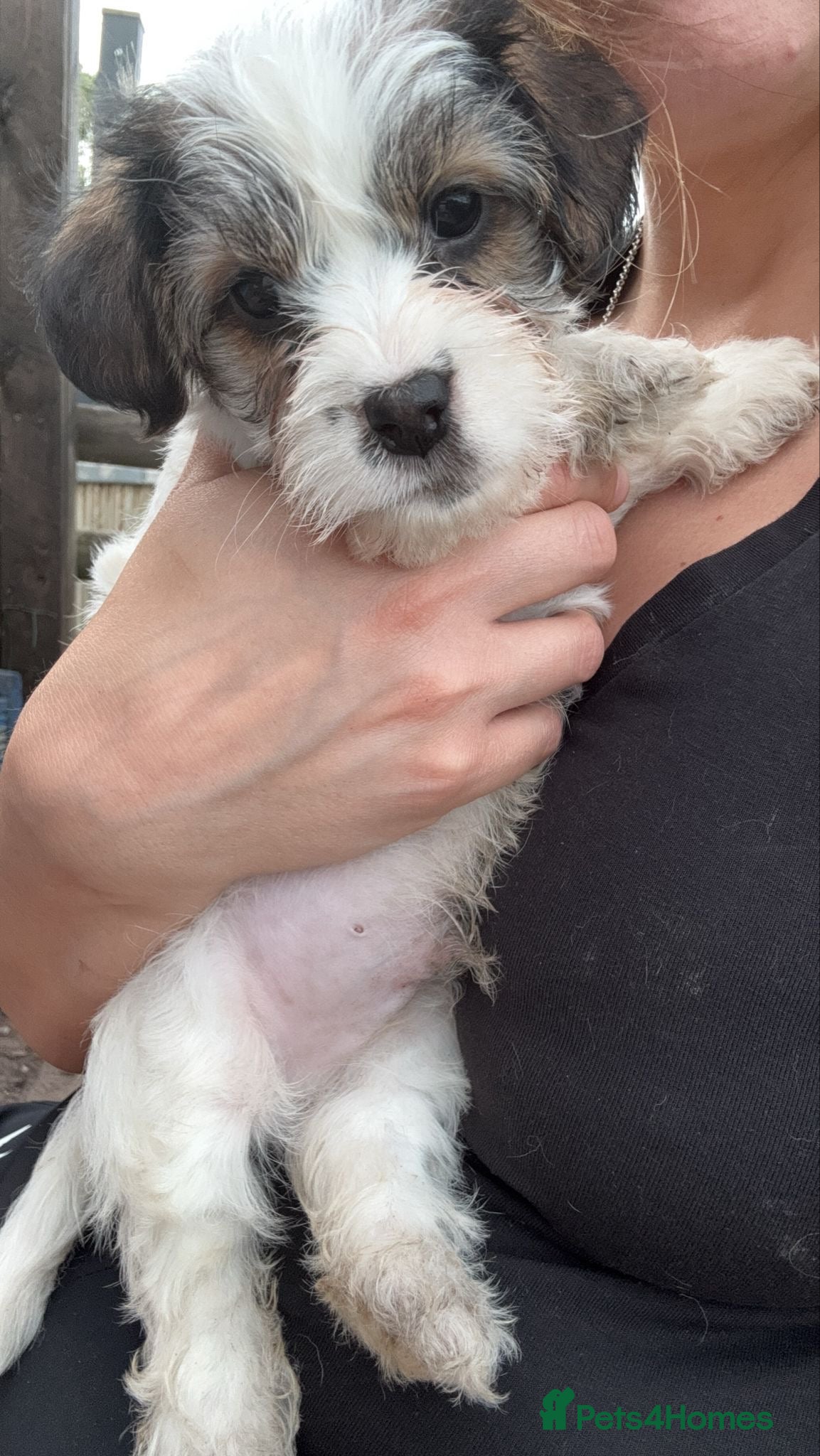 Mixed Breed dogs Only one boy now remaining. Ready from 10th June  - Advert 2