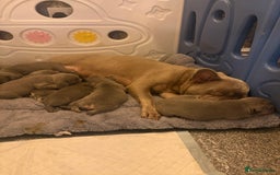 French Bulldog dogs for sale: Pedigree Frenchies - New Shade Isabella’s & Lilacs - Image 26