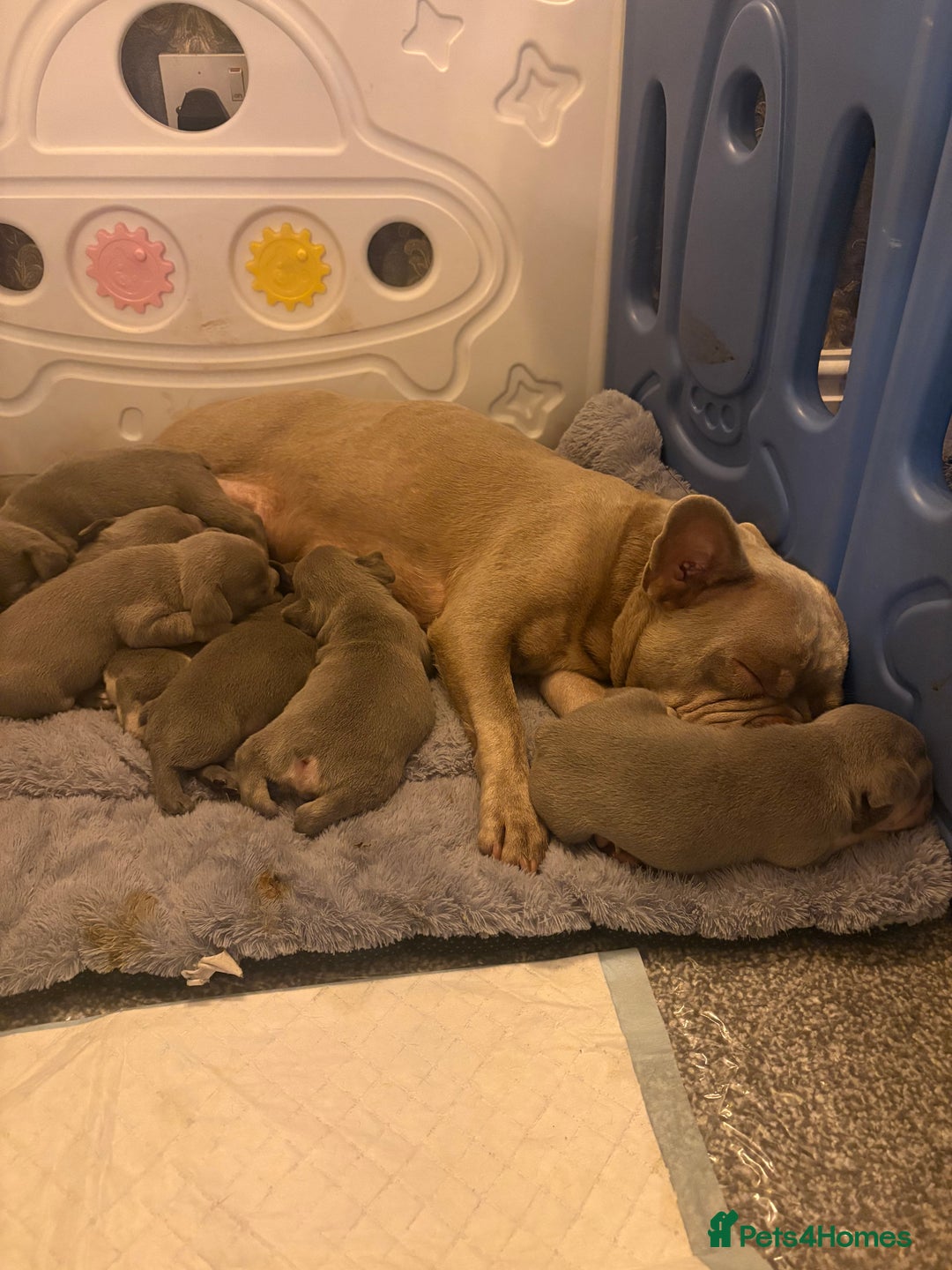 French Bulldog dogs for sale: Pedigree Frenchies - New Shade Isabella’s & Lilacs - Image 26