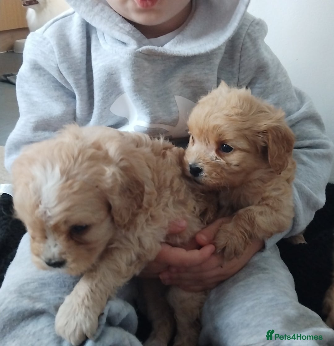 Cavapoo dogs for sale: Adorable cavapoo puppies - Image 7