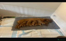 Labrador Retriever dogs for sale: Stunning KC Fox Reds  - Advert 4