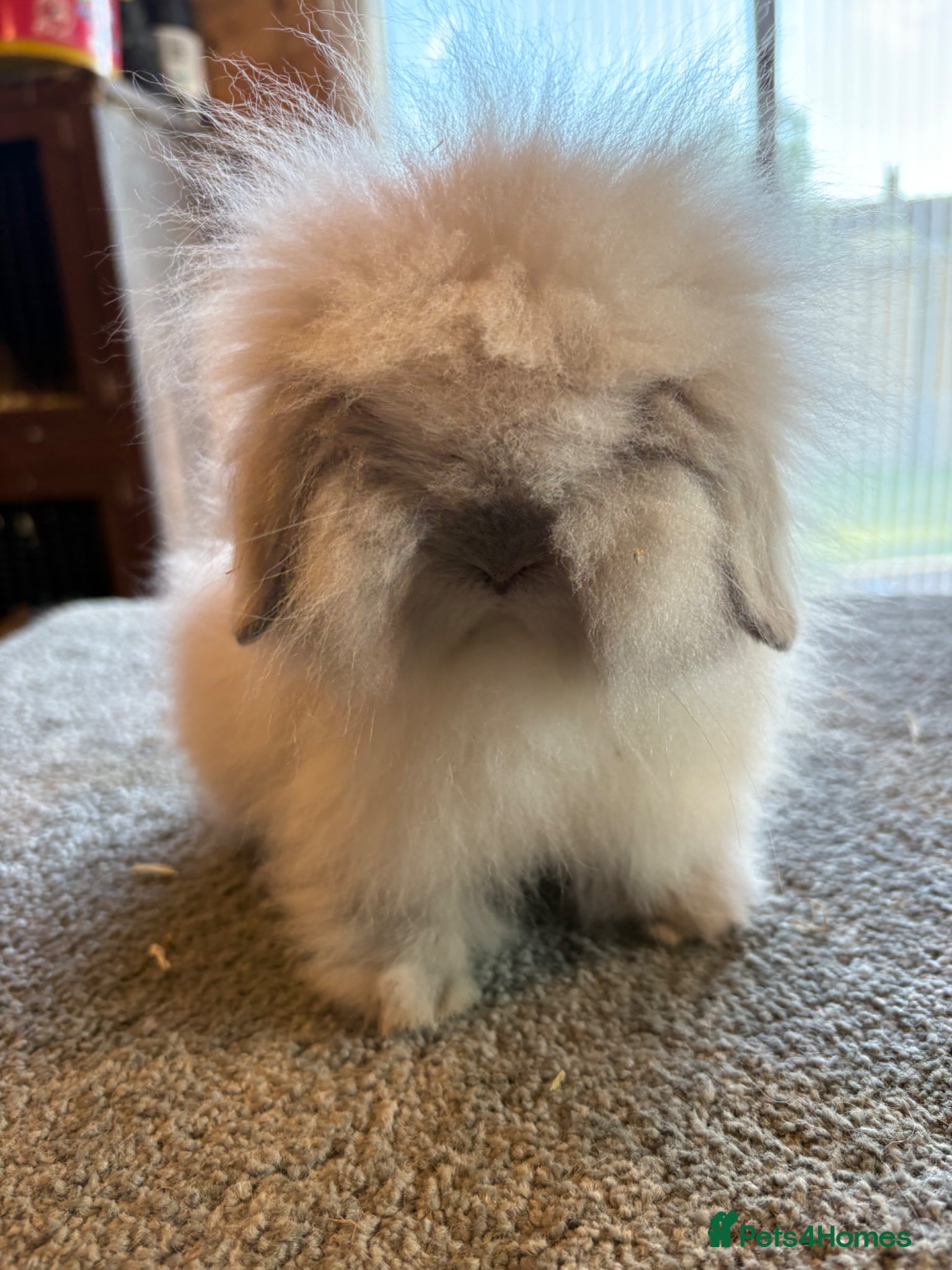 Mini Lion Lop rabbits UPDATED 15/05 Double mane lionlops available  - Advert 2