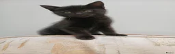 Mixed Breed cats for sale: British Blue mixed kittens - Advert 7
