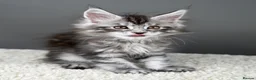 Maine Coon cats for sale: Black Smoke undercoat kittens  - Advert 19