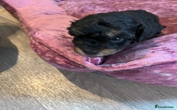 Toy Poodle dogs for sale: Gorgeous Toy Poodle Puppies - Advert 17