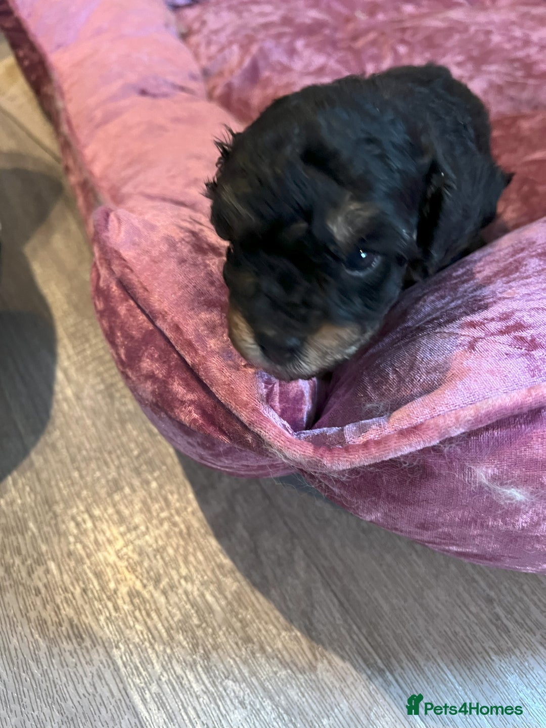 Toy Poodle dogs for sale: Gorgeous Toy Poodle Puppies - Advert 17