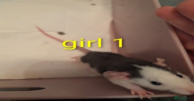 Rat rodents - Advert 16