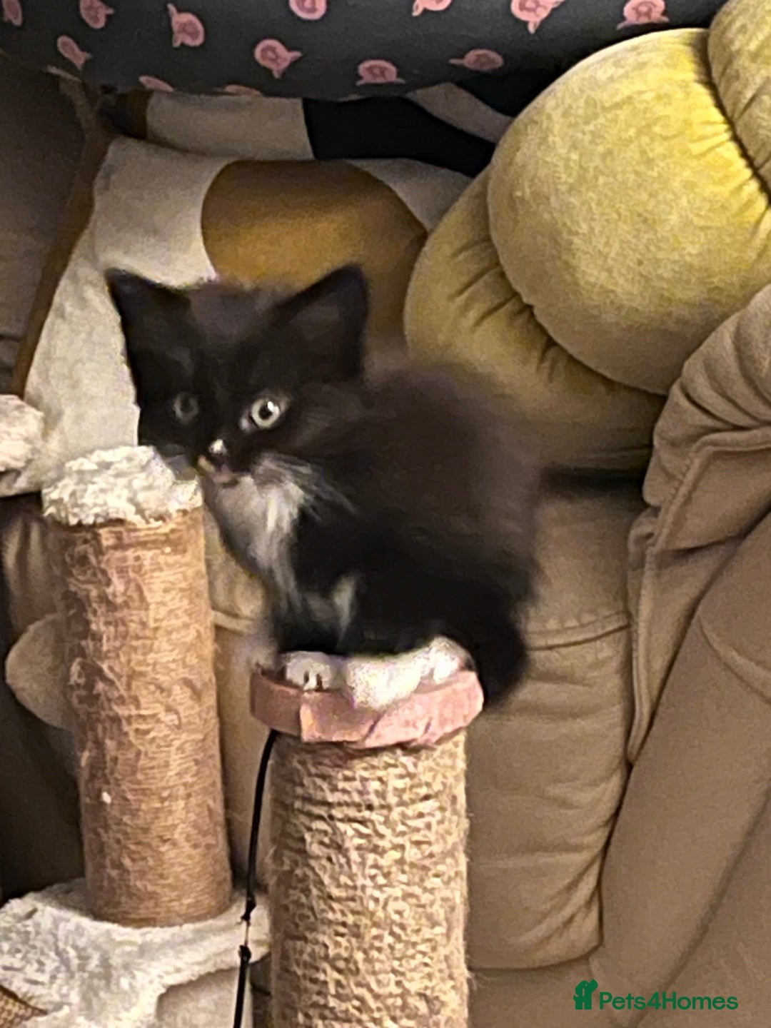 British Shorthair cats for sale: Beautiful, friendly, playful kittens - Image 7