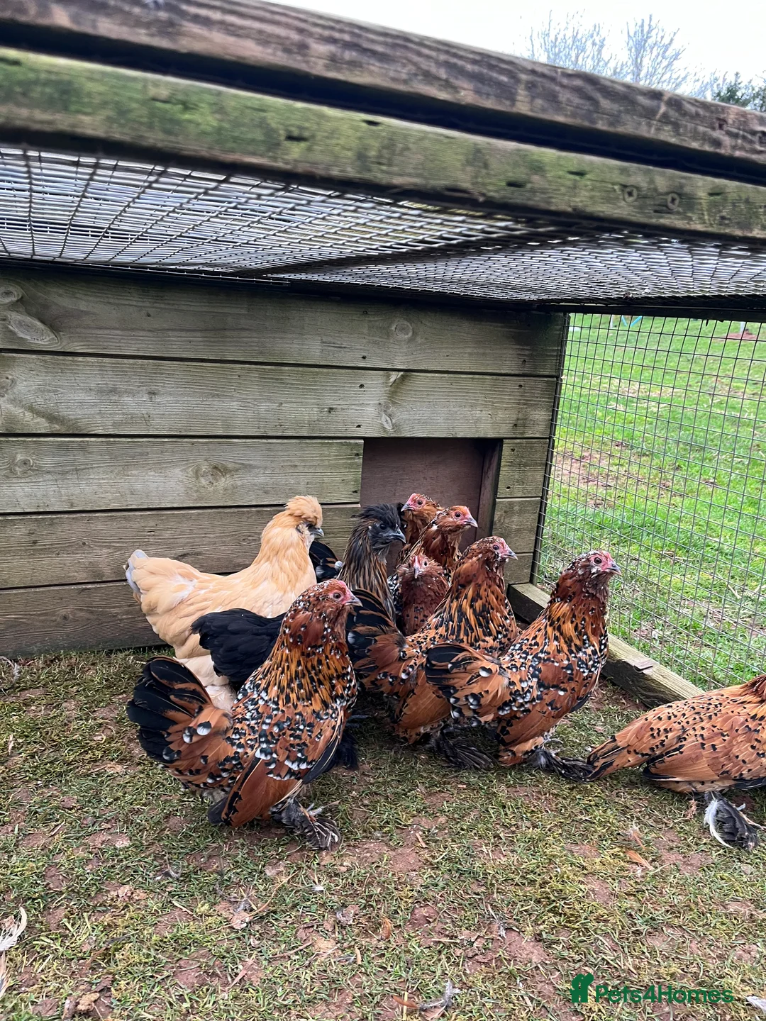 Chickens poultry for sale: Barba D’Uccle and pilkie (Pekin X Silkie) Bantams in Stourport-on-Severn - Advert 1
