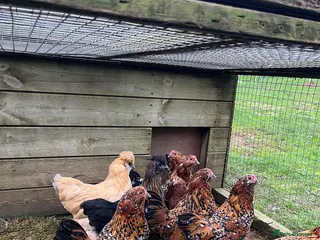 Chickens poultry Barba D’Uccle and pilkie (Pekin X Silkie) Bantams - Advert 1