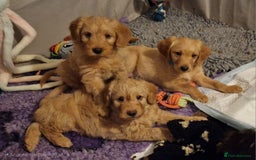 Labradoodle dogs for sale: Gorgeous miniature labradoodle puppies. - Image 2